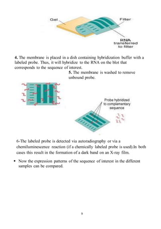 9
4. The membrane is placed in a dish containing hybridization buffer with a
labeled probe. Thus, it will hybridize to the RNA on the blot that
corresponds to the sequence of interest.
5. The membrane is washed to remove
unbound probe.
6-The labeled probe is detected via autoradiography or via a
chemiluminescence reaction (if a chemically labeled probe is used).In both
cases this result in the formation of a dark band on an X-ray film.
 Now the expression patterns of the sequence of interest in the different
samples can be compared.
 