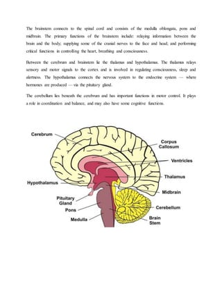 The brainstem connects to the spinal cord and consists of the medulla oblongata, pons and
midbrain. The primary functions of the brainstem include: relaying information between the
brain and the body; supplying some of the cranial nerves to the face and head; and performing
critical functions in controlling the heart, breathing and consciousness.
Between the cerebrum and brainstem lie the thalamus and hypothalamus. The thalamus relays
sensory and motor signals to the cortex and is involved in regulating consciousness, sleep and
alertness. The hypothalamus connects the nervous system to the endocrine system — where
hormones are produced — via the pituitary gland.
The cerebellum lies beneath the cerebrum and has important functions in motor control. It plays
a role in coordination and balance, and may also have some cognitive functions.
 