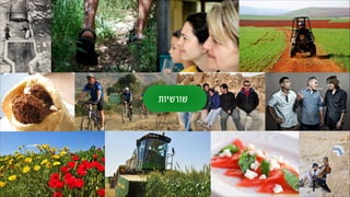 ‫שורשיות‬
 