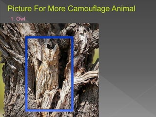 Picture For More Camouflage Animal
1. Owl
 