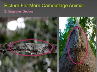 Picture For More Camouflage Animal
2. Uroplatus Geckos
 