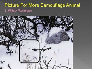 Picture For More Camouflage Animal
3. Willow Ptarmigan
 