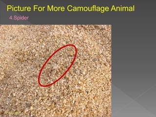 Picture For More Camouflage Animal
4.Spider
 