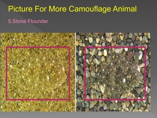 Picture For More Camouflage Animal
5.Stone Flounder
 