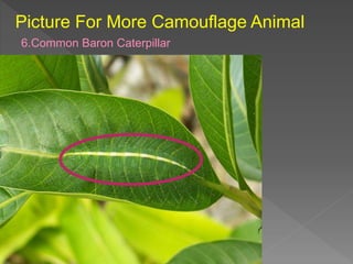 Picture For More Camouflage Animal
6.Common Baron Caterpillar
 