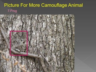 Picture For More Camouflage Animal
7.Frog
 