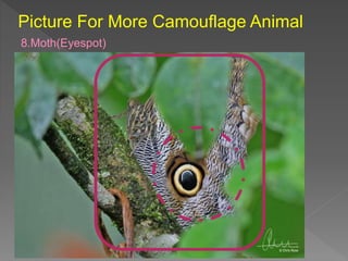 Picture For More Camouflage Animal
8.Moth(Eyespot)
 