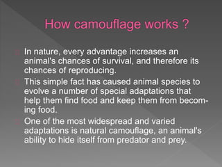 In nature, every advantage increases an
animal's chances of survival, and therefore its
chances of reproducing.
This simple fact has caused animal species to
evolve a number of special adaptations that
help them find food and keep them from becom-
ing food.
One of the most widespread and varied
adaptations is natural camouflage, an animal's
ability to hide itself from predator and prey.
 