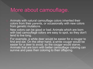 Animals with natural camouflage colors inherited their
colors from their parents, or occasionally with new colors
from genetic mutations.
New colors can be good or bad. Animals which are born
with bad camouflage colors are easy to spot, so they don't
tend to live long.
For example, a white deer would be easier for a cougar to
find and eat. On the other hand, a white cougar would be
easier for a deer to avoid, so the cougar would starve.
Animals that are born with better camouflage coloring can
survive and pass their coloring to their offspring.
 