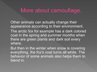 Other animals can actually change their
appearance according to their environment.
The arctic fox for example has a dark colored
coat in the spring and summer months when
there are green plants and dark soil every
where.
But then in the winter when snow is covering
everything, the fox's coat turns all white. The
behavior of some animals also helps them to
blend in.
 