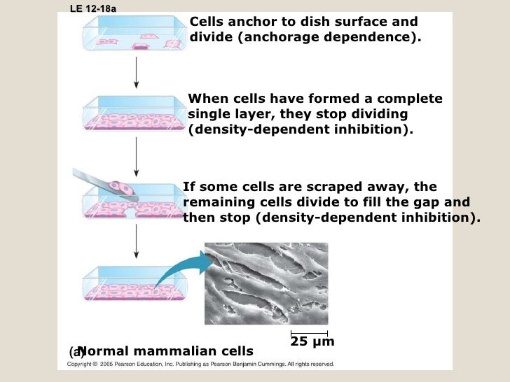 What Is Cancerfor Edu285 What Is Cancerfor Edu285