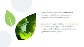 Human brain is dense with cannabinoid
receptors. Aside from the brain, these
receptors exist in the immune system.
Cannabi...