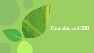 Cannabis and CBD
 