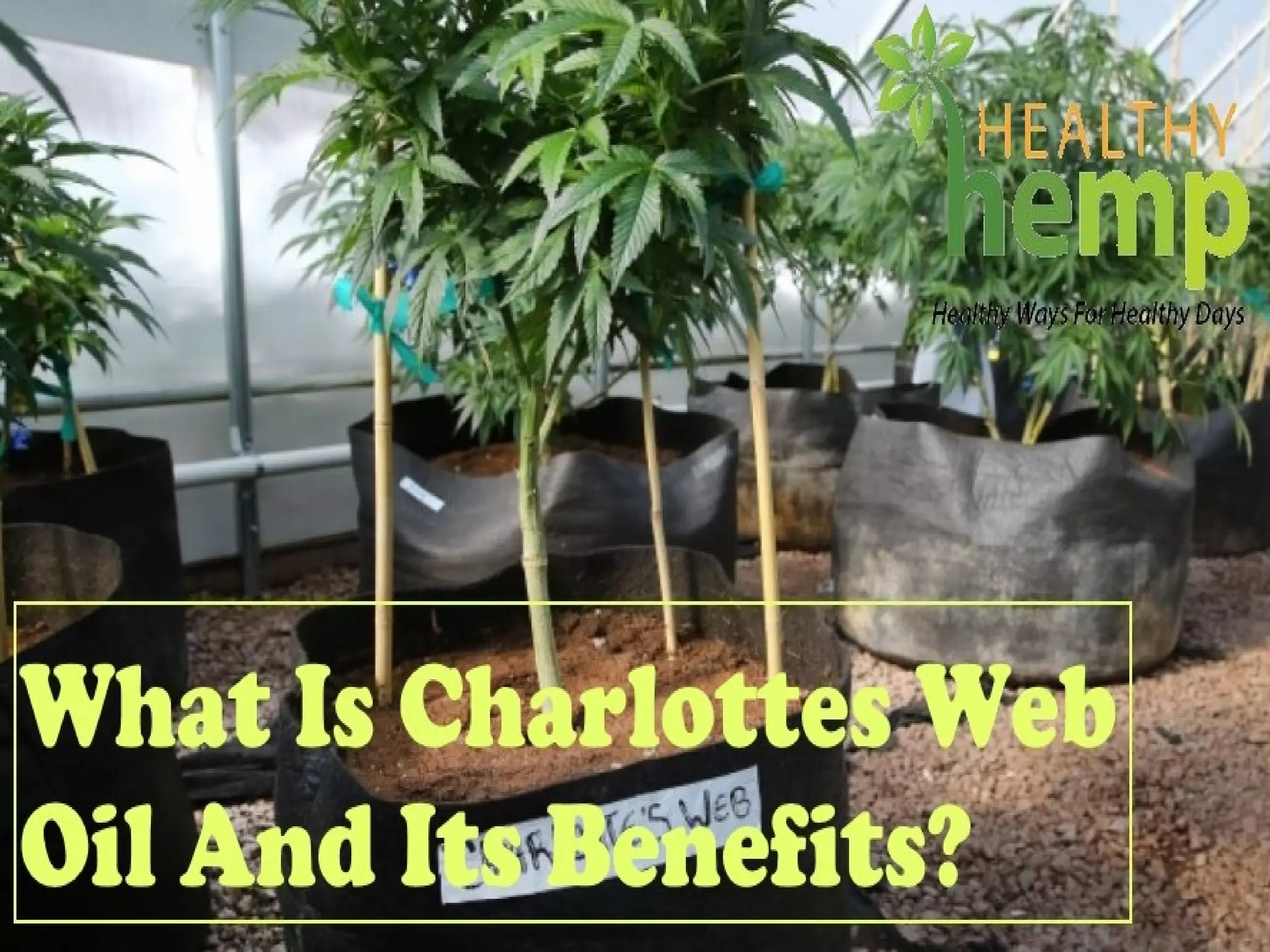 What Is Charlottes Web Oil And Its Benefits? | PPT