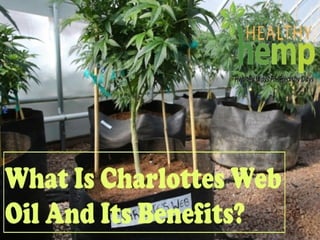 What Is Charlottes Web Oil And Its Benefits?