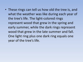 • These rings can tell us how old the tree is, and
what the weather was like during each year of
the tree’s life. The light-colored rings
represent wood that grew in the spring and
early summer, while the dark rings represent
wood that grew in the late summer and fall.
One light ring plus one dark ring equals one
year of the tree’s life.
 