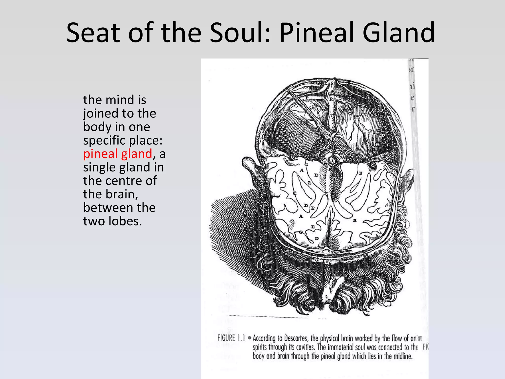 Seat of the Soul: Pineal Gland the mind is joined to the body in one specific place:  pineal gland , a single gland in the centre of the brain, between the two lobes.  