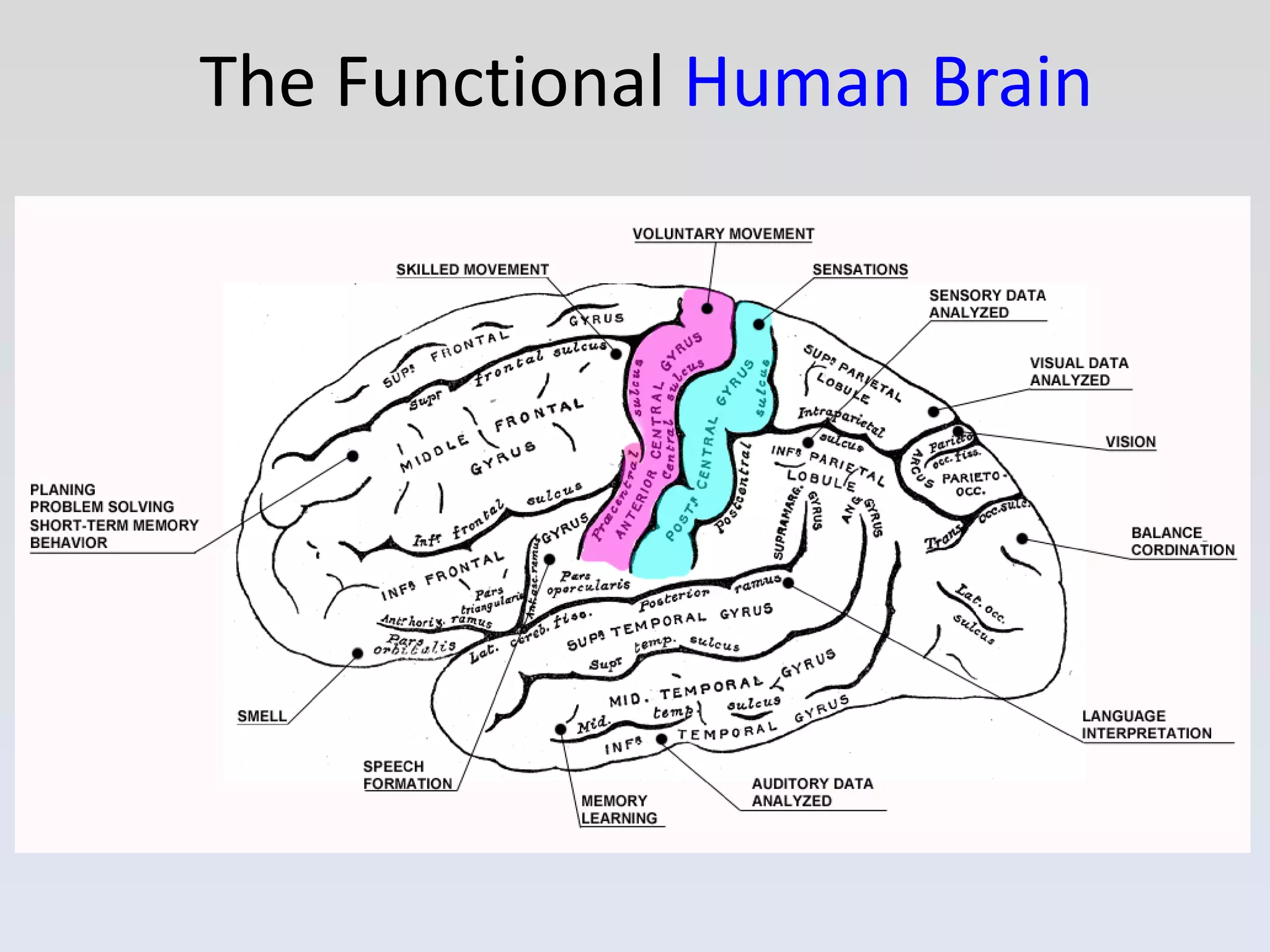 The Functional  Human Brain 