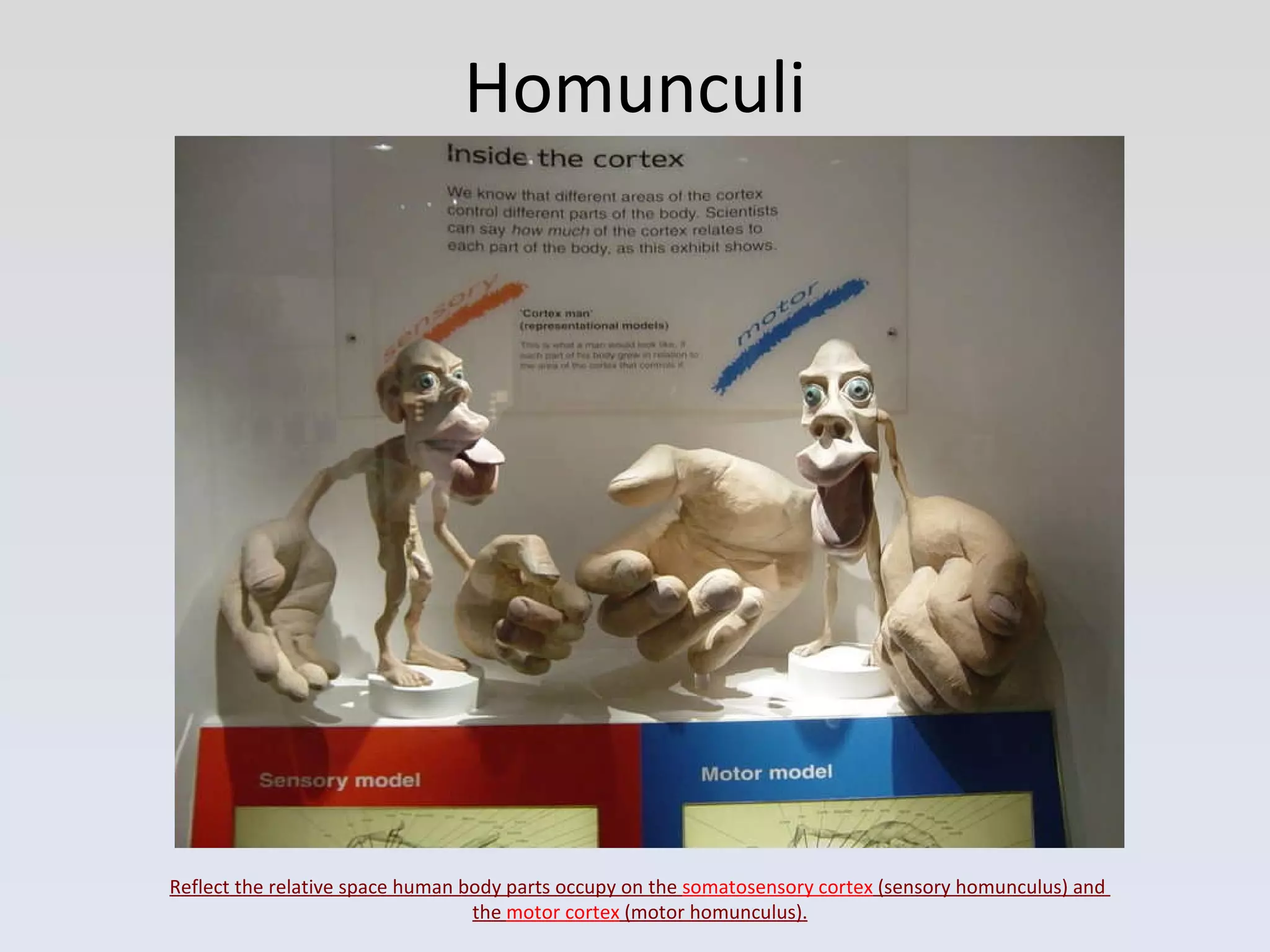 Homunculi Reflect the relative space human body parts occupy on the  somatosensory cortex  (sensory homunculus) and  the  motor cortex  (motor homunculus). 
