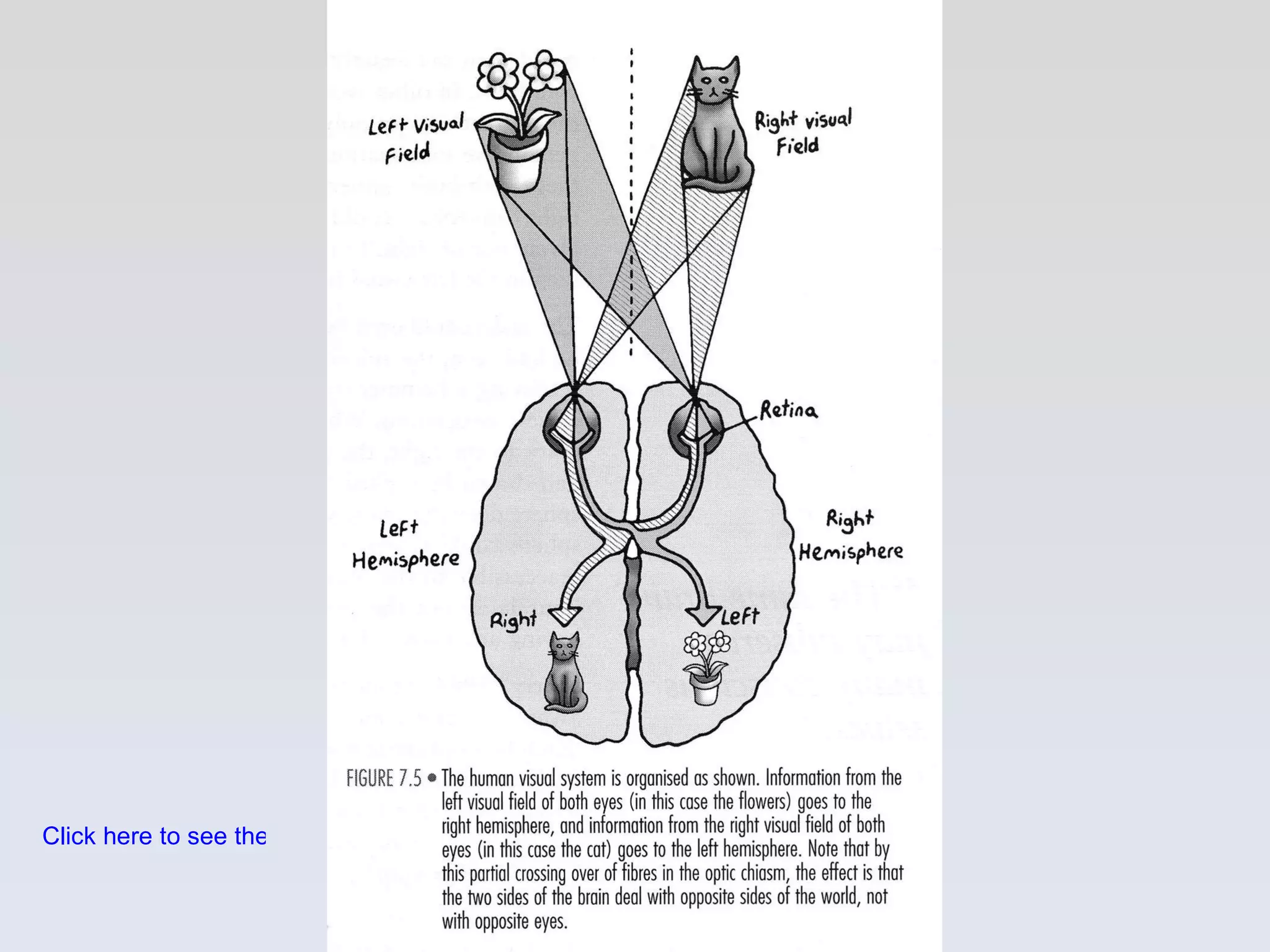 Click here to see the video on optical illusion 