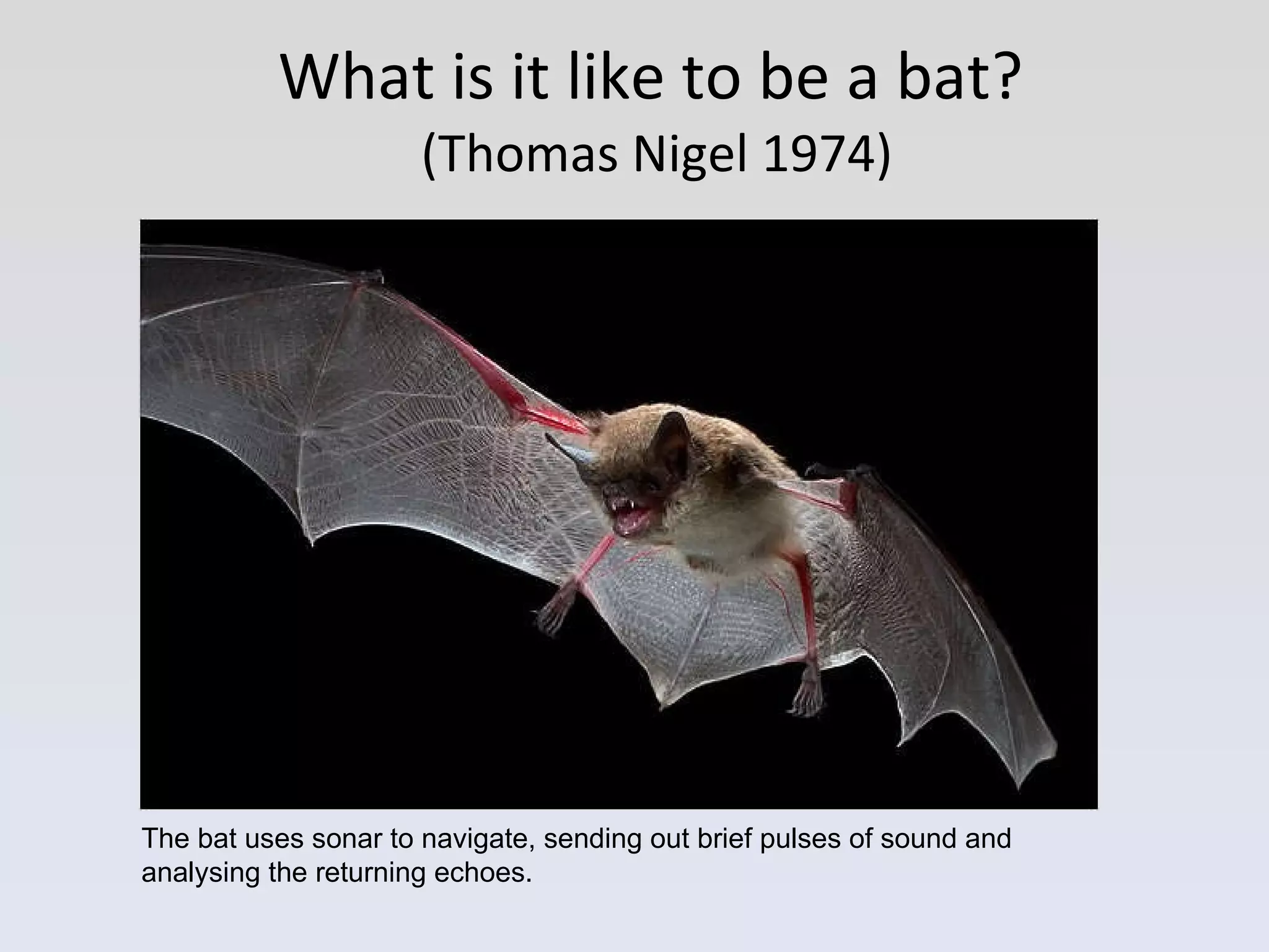 What is it like to be a bat?  (Thomas Nigel 1974) The bat uses sonar to navigate, sending out brief pulses of sound and analysing the returning echoes. 