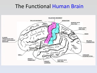 The Functional  Human Brain 
