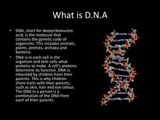 What is D.N.A
• DNA, short for deoxyribonucleic
  acid, is the molecule that
  contains the genetic code of
  organisms. This includes animals,
  plants, protists, archaea and
  bacteria.
• DNA is in each cell in the
  organism and tells cells what
  proteins to make. A cell's proteins
  determine its function. DNA is
  inherited by children from their
  parents. This is why children
  share traits with their parents,
  such as skin, hair and eye colour.
  The DNA in a person is a
  combination of the DNA from
  each of their parents.
 