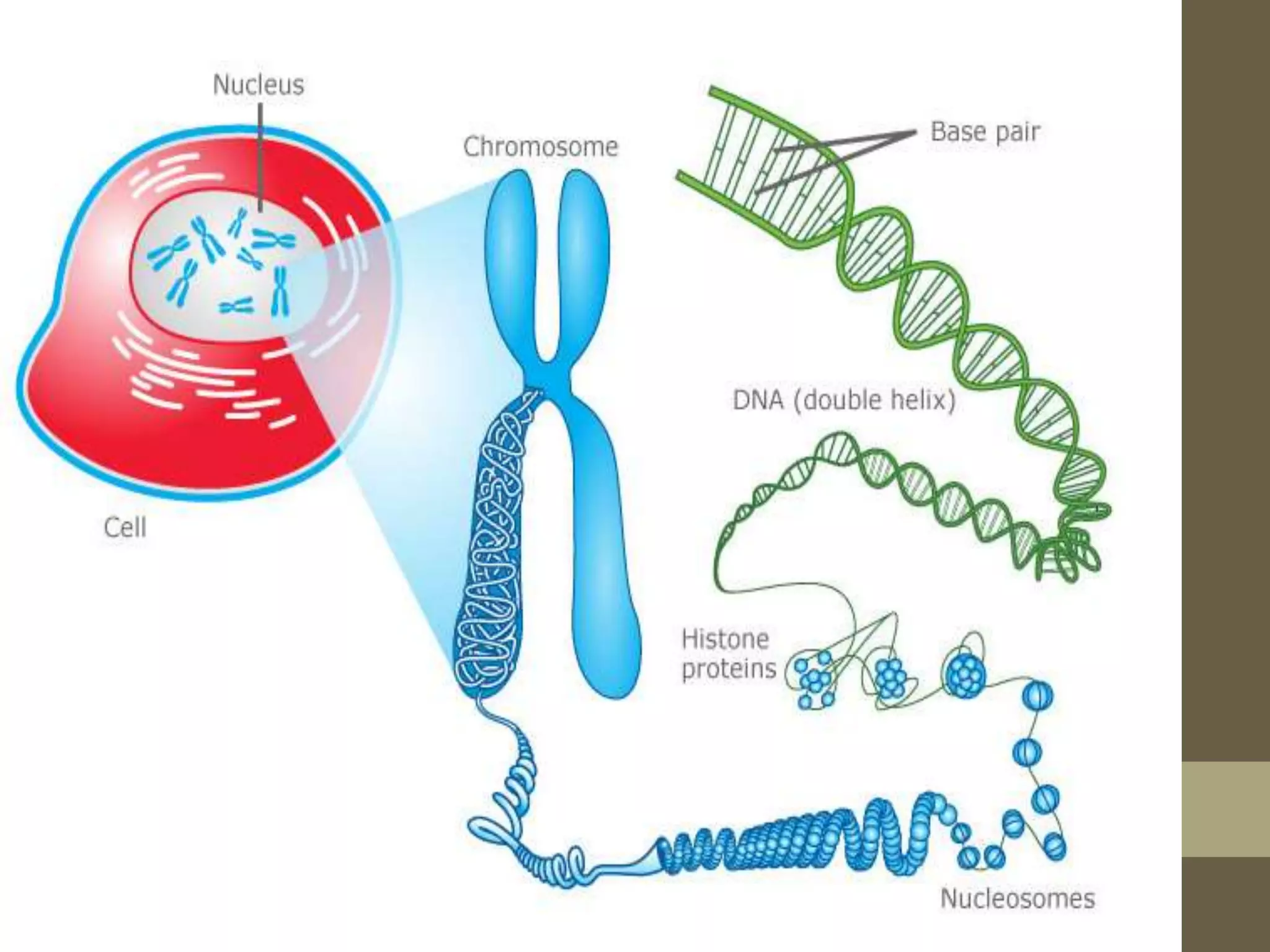 What is DNA | PPTX