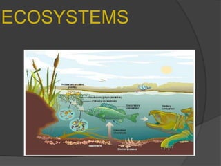 ECOSYSTEMS 