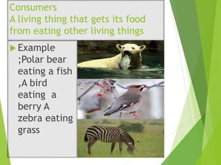 Consumers
A living thing that gets its food
from eating other living things
 Example
;Polar bear
eating a fish
,A bird
eating a
berry A
zebra eating
grass
 