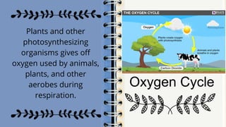 Discover what is ecosystem and its component_.pptx