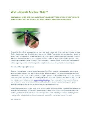 What is Emerald Ash Borer (EAB)?
"EMERALD ASH BORER (EAB) HAS KILLED TENS OF MILLIONS OF TREES IN THE 19 STATES THEY HAVE
INHABITED OVER THE LAST 10 YEARS, INCLUDING AREAS OF MINNESOTA AND WISCONSIN."
Emerald Ash Borer (EAB), Agrilus planipennis, is an exotic beetle introduced to the United States in the last 10 years.
The first discovery was near Detroit Michigan in the summer of 2002. These beetles have done significant damage to
our ash trees. The adult form of Emerald Ash Borer chew on ash foliage, however they do little damage to the health
of the tree. The larvae are what cause the complete decline in tree health. The larvae feed on the inner bark of ash
trees and disrupt the tree’s ability to transport water and nutrients. EAB they believe, arrived in the United States on
solid wood packing material carried in cargo ships or airplanes from native Asia, where the beetles originate.
Emerald Ash Borer (EAB) Prevention
There are many options of preventative care for your Ash Trees! There are options to do yourself or you can use a
professional service. Insecticides have proven to be very helpful to prevent of the spread and infestation of Emerald
Ash Borer to more Ash Trees. Another good way to stop the spread and further infestation into new areas is fire wood
bans, already intact in several states. The most important areas to treat ash trees are in the EAB quarantine areas of
your state, you can check your area at www.emeraldashborer.info . If your property is within a quarantined county
your ash trees are at risk for an Emerald Ash Borer infestation. Once an area is quarantined they don’t update
additional locations of sightings, they just deem the entire county as quarantined.
Preventative treatments are the only way to protect your ash trees! Once your ash trees are infested with the Emerald
Ash Borer larvae it is almost impossible to save the tree. If you are in or close to a quarantine area take action now
and treat your trees! Emerald Ash Borer is an extremely invasive beetle. Whether you research and treat your ash
trees yourself or call a professional, the ash trees should be treated or on an annual treatment schedule!
www.lcslawn.com
 