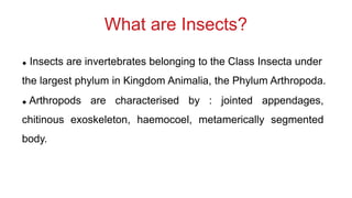 What is entomology? | PPT