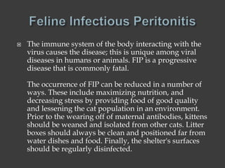 What is Feline Infectious Peritonitis? | PPTX
