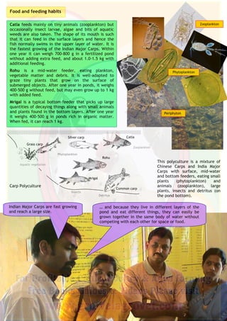 2
Catla feeds mainly on tiny animals (zooplankton) but
occasionally insect larvae, algae and bits of aquatic
weeds are also taken. The shape of its mouth is such
that it can feed in the surface layers and hence the
fish normally swims in the upper layer of water. It is
the fastest growing of the Indian Major Carps. Within
one year it can weigh 700-800 g in a fertilized pond
without adding extra feed, and about 1.0-1.5 kg with
additional feeding.
Rohu is a mid-water feeder, eating plankton,
vegetable matter and debris. It is well-adapted to
graze tiny plants that grow on the surface of
submerged objects. After one year in ponds, it weighs
400-500 g without feed, but may even grow up to 1 kg
with added feed.
Mrigal is a typical bottom-feeder that picks up large
quantities of decaying things along with small animals
and plants found in the bottom layers. After one year
it weighs 400-500 g in ponds rich in organic matter.
When fed, it can reach 1 kg.
Food and feeding habits
Indian Major Carps are fast growing
and reach a large size.
… and because they live in different layers of the
pond and eat different things, they can easily be
grown together in the same body of water without
competing with each other for space or food.
Zooplankton
Phytoplankton
Periphyton
Carp Polyculture
Grass carp
Silver carp
Common carp
Detritus
Zooplankton
Phytoplankton
Insects
Mrigal
Catla
Rohu
Aquatic vegetation
This polyculture is a mixture of
Chinese Carps and India Major
Carps with surface, mid-water
and bottom feeders, eating small
plants (phytoplankton) and
animals (zooplankton), large
plants, insects and detritus (on
the pond bottom).
 