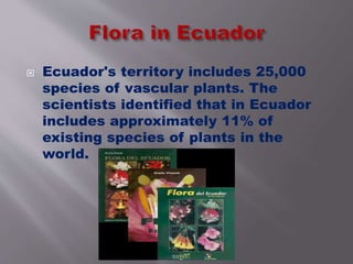  Ecuador's territory includes 25,000 
species of vascular plants. The 
scientists identified that in Ecuador 
includes approximately 11% of 
existing species of plants in the 
world. 
 