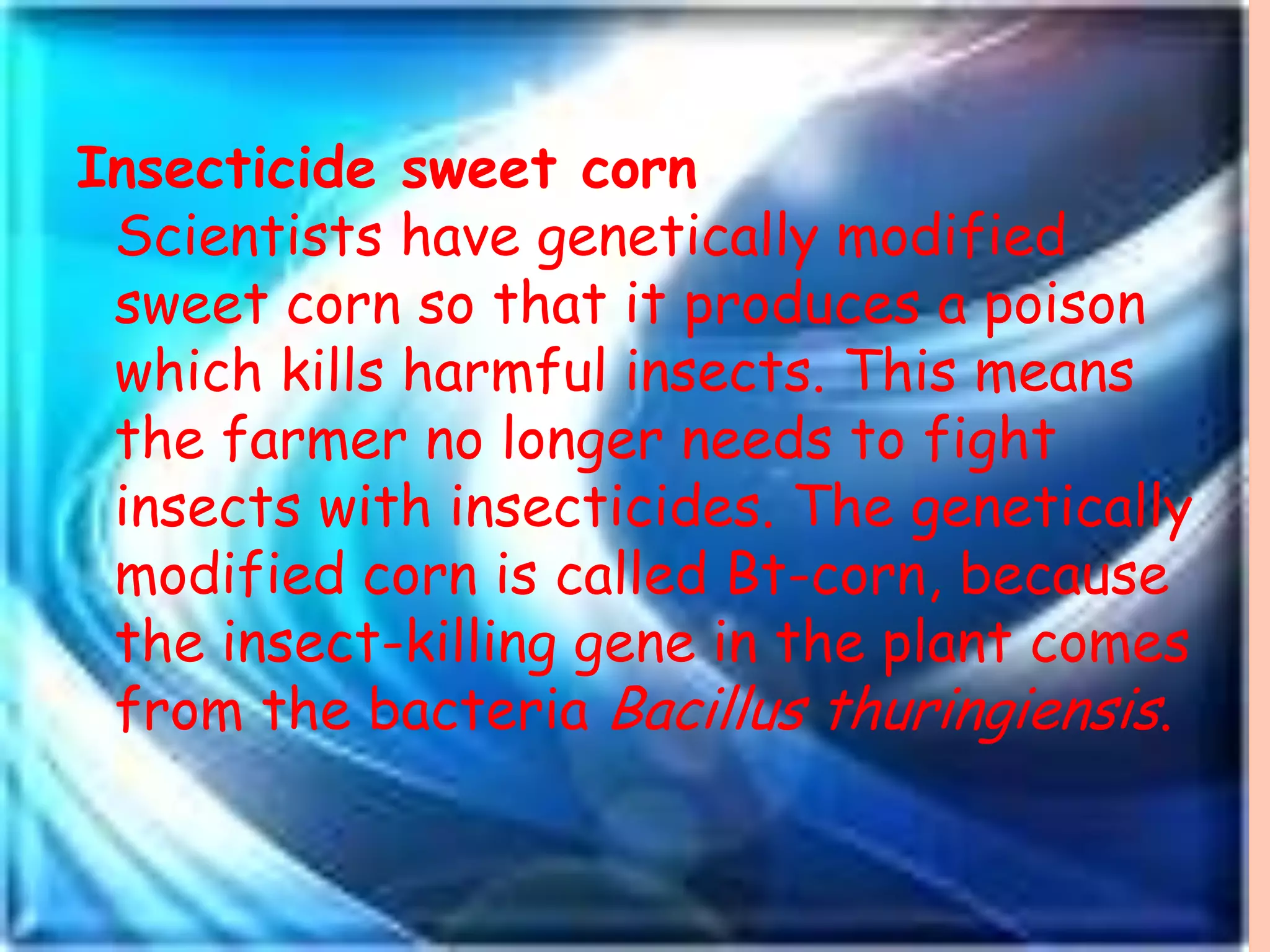 Insecticide sweet cornScientists have genetically modified sweet corn so that it produces a poison which kills harmful insects. This means the farmer no longer needs to fight insects with insecticides. The genetically modified corn is called Bt-corn, because the insect-killing gene in the plant comes from the bacteria Bacillus thuringiensis. 