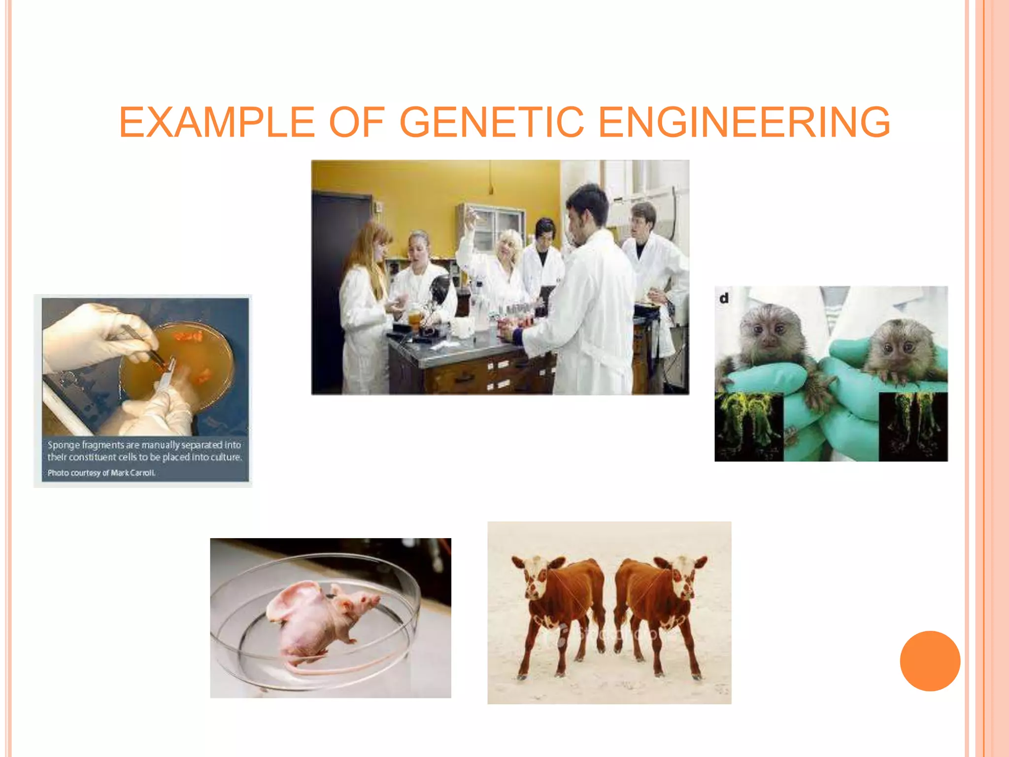 EXAMPLE OF GENETIC ENGINEERING
