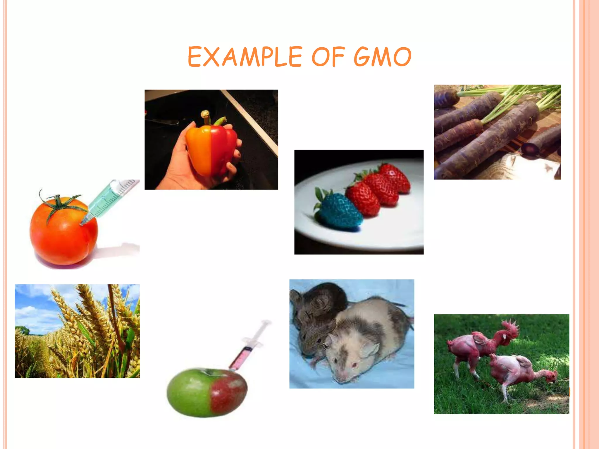 EXAMPLE OF GMO