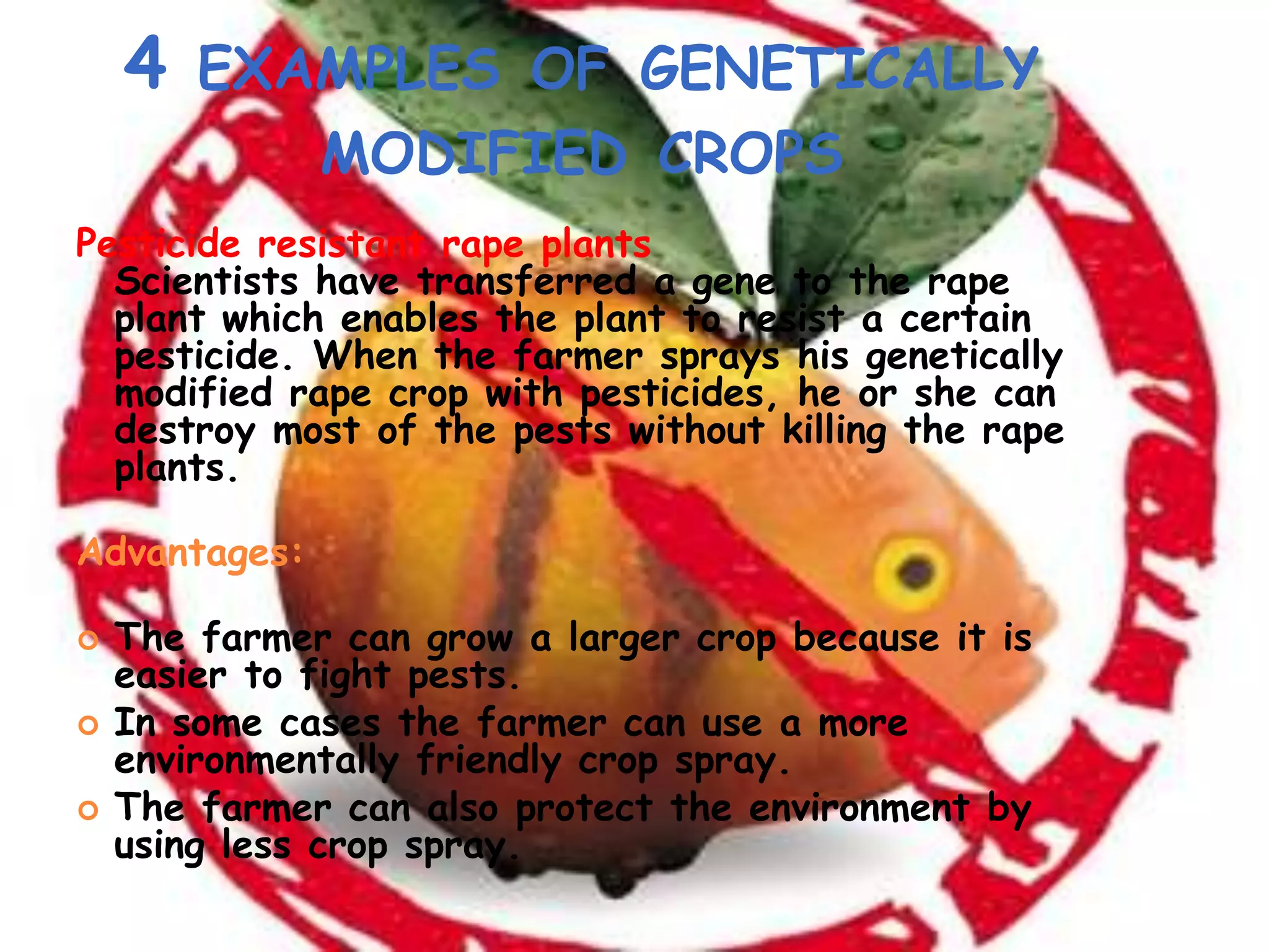 4 examples of genetically modified cropsPesticide resistant rape plantsScientists have transferred a gene to the rape plant which enables the plant to resist a certain pesticide. When the farmer sprays his genetically modified rape crop with pesticides, he or she can destroy most of the pests without killing the rape plants.Advantages: The farmer can grow a larger crop because it is easier to fight pests. In some cases the farmer can use a more environmentally friendly crop spray. The farmer can also protect the environment by using less crop spray.