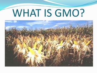 WHAT IS GMO? 