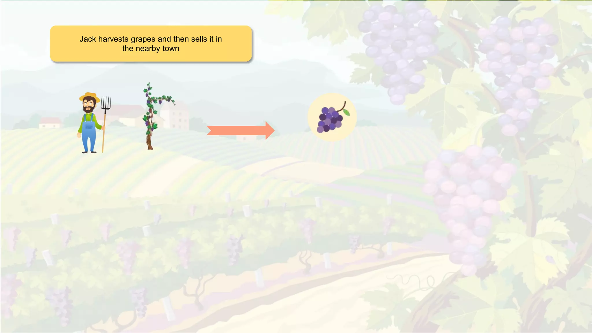 Jack harvests grapes and then sells it in
the nearby town
 