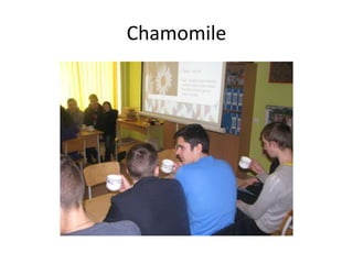 Chamomile
 