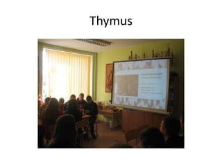Thymus
 