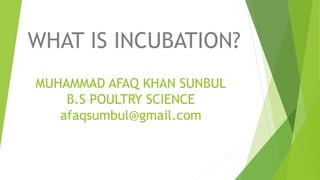 MUHAMMAD AFAQ KHAN SUNBUL
B.S POULTRY SCIENCE
afaqsumbul@gmail.com
WHAT IS INCUBATION?
 