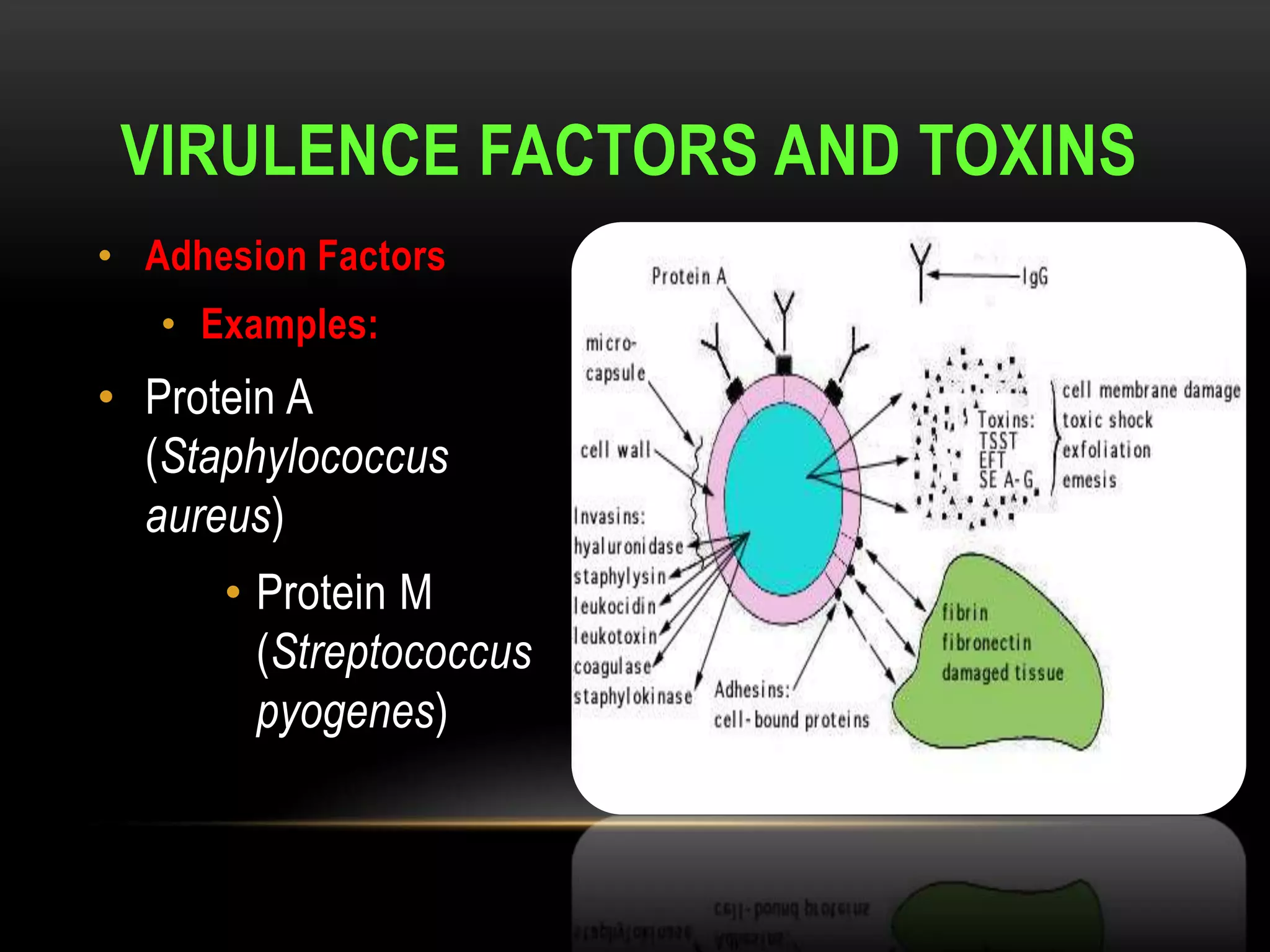 VIRULENCE FACTORS AND TOXINS
• Adhesion Factors
   • Examples:
• Protein A
  (Staphylococcus
  aureus)
      • Protein M
        (Streptococcus
        pyogenes)
 