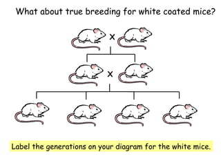Mice Toe Label What Is Inheritance | PPT