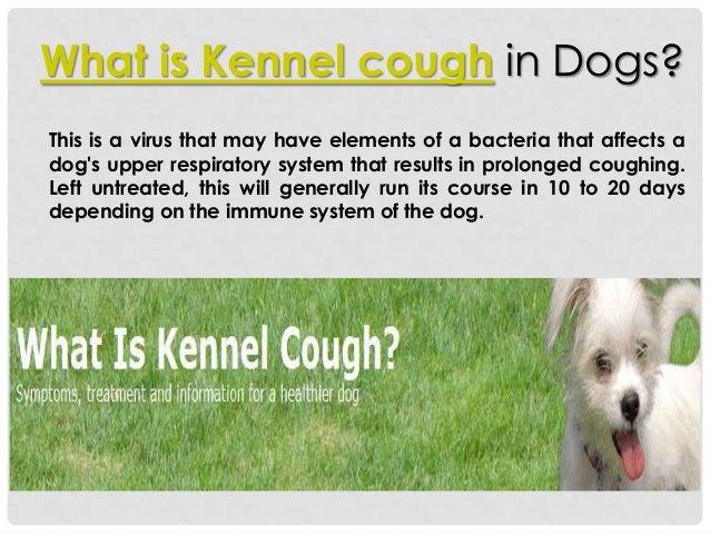 kennel cough in dogs what is kennel cough kennel cough in dogs what is kennel cough