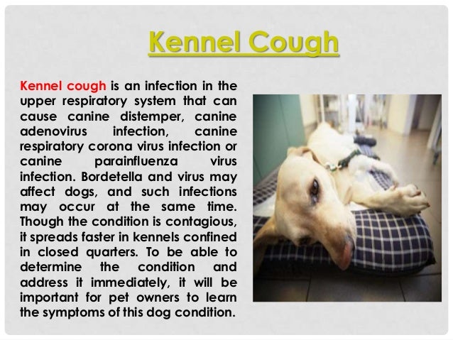 what is kennel cough in dogs what is kennel cough what is kennel cough in dogs what is kennel cough
