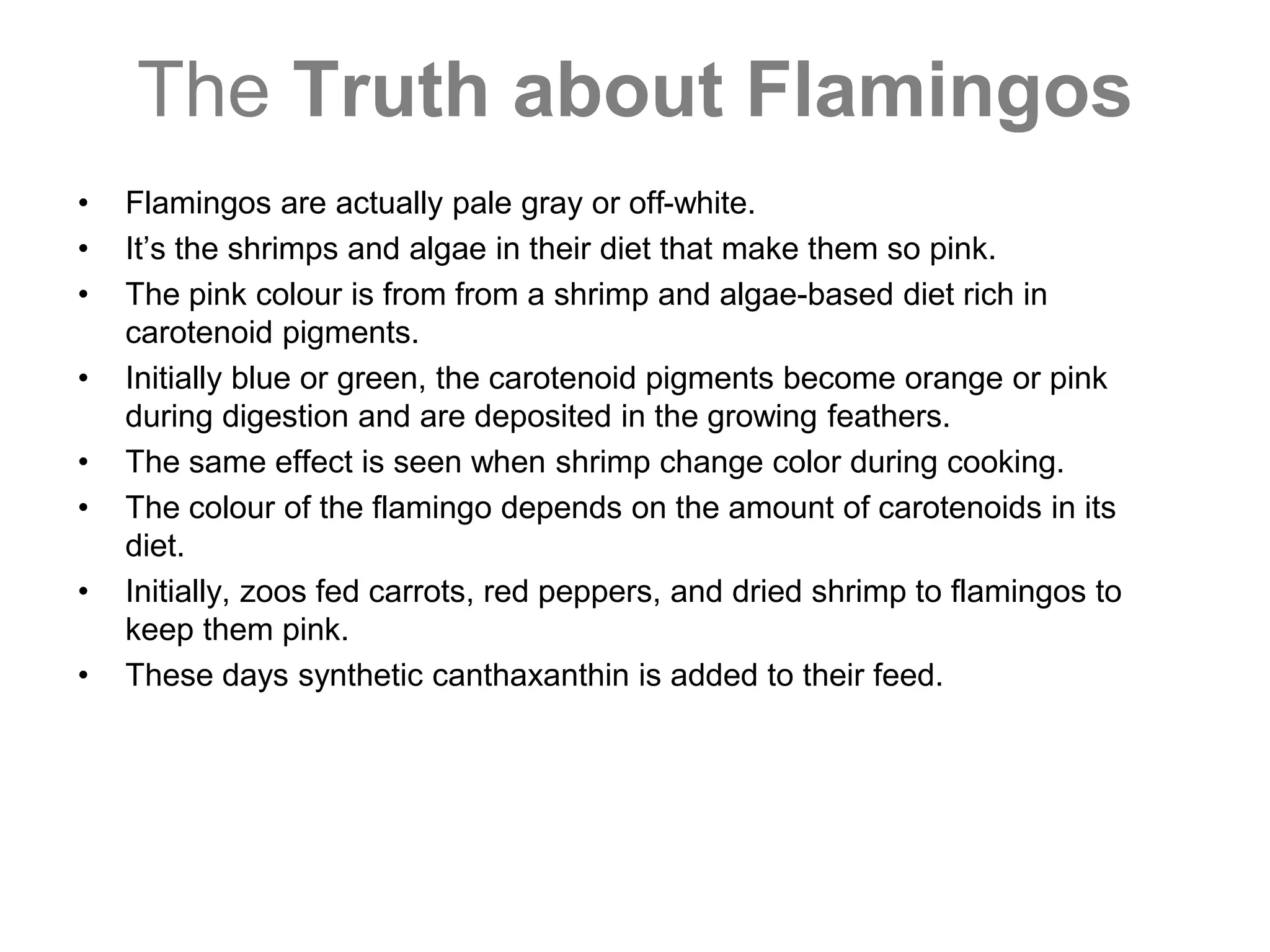 The Truth about Flamingos
• Flamingos are actually pale gray or off-white.
• It’s the shrimps and algae in their diet that make them so pink.
• The pink colour is from from a shrimp and algae-based diet rich in
carotenoid pigments.
• Initially blue or green, the carotenoid pigments become orange or pink
during digestion and are deposited in the growing feathers.
• The same effect is seen when shrimp change color during cooking.
• The colour of the flamingo depends on the amount of carotenoids in its
diet.
• Initially, zoos fed carrots, red peppers, and dried shrimp to flamingos to
keep them pink.
• These days synthetic canthaxanthin is added to their feed.
 